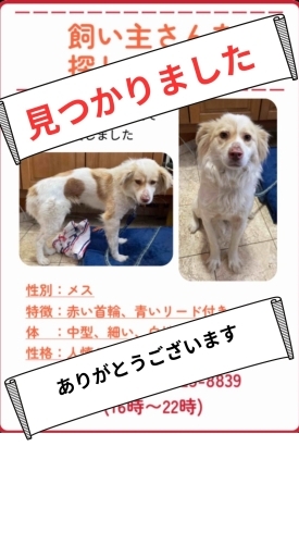 「茨城県石岡市迷子犬の飼い主さん見つかりました！」