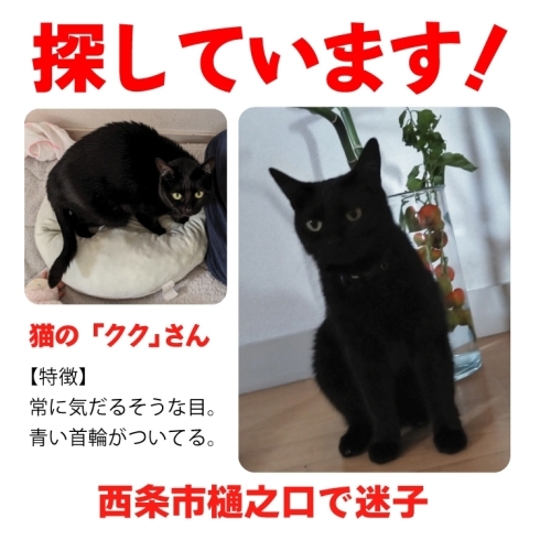 「迷い猫を探しています【西条市樋之口】」