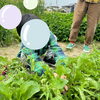 上手に抜けるかな?「あかとんぼでの体験☆畑のラディッシュを収穫したよ!畝作りから挑戦♪《子どもたちのお困り事を解決!高松市の児童発達支援・放課後等デイサービス》」