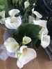 カラー「コテラス直売所よりお花と新鮮なお野菜入荷しておりまーす(*^^*)」