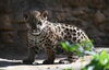 「ジャガーの仔の公開と命名について」