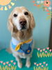「Dog salon mofu mofu 余市町」
