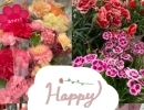 5月第二日曜日は、母の日ですね。銅夢キッチンにもプレゼント用のお花をご用意しています。