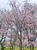 「釧路桜まつりに行ってきました　【釧路　パーソナルジム】」