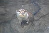 「5/25_世界カワウソの日イベントを行います」