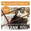 「【無事再会！】西条市朔日市付近で迷子になった猫のコハクくん。飼い主さんと再会できました！」