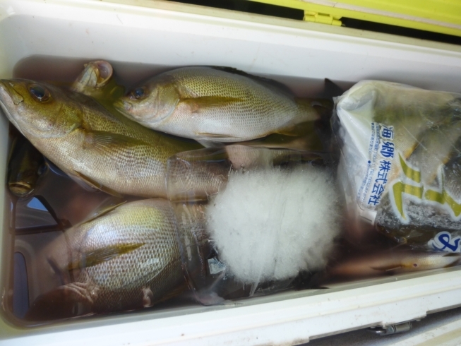 船釣り釣果～イサキ（３名で１００匹ほど）「先週までの釣り情報です！【宮崎市】【日南市】【釣り】【釣り情報】」