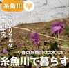 「これがリアルな糸魚川暮らし ～春編～」