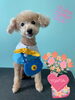 「Dog salon mofu mofu 余市町」