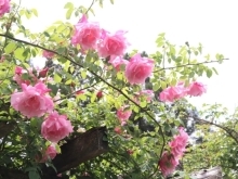 5月18日（土）スタート！　二宮家の日本庭園とバラ園公開【聖籠町】