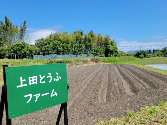 今回はこの畑❗「上田とうふ的、SDGs  上田とうふファームプロジェクト！【西京区　おいしい豆腐　SDGS】」