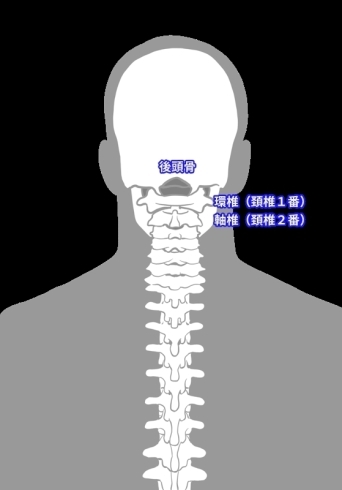 上部頚椎「上部頚椎の歪みについて」
