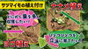「【芋の植え付けスタート!】タネ屋だから伝える大事な挿し方をお伝えします♪ たねのハシモトミヤ」