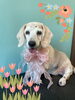 「Dog salon mofu mofu 余市町」