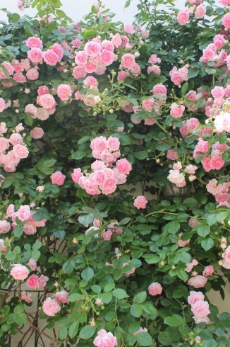 店舗外壁の薔薇　今年も咲きました「戸塚安行の花屋フランテッセ の見つけ方」