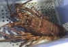 「魚魚市場鮮魚コーナーおすすめは「伊勢エビ」です♪」