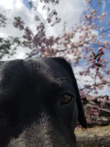 愛犬ポテムと桜「桜と愛犬」