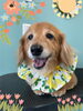 「Dog salon mofu mofu 余市町」