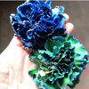 きれい！「お花のカラーリング」
