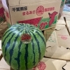 「千葉県産　「すいか」の入荷も始まりましたー🍉」