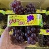 「ぷりっぷり！の「デラウェア」入荷しました🍇 山梨県産「ハウス　デラウェア」」