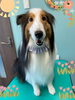「Dog salon mofu mofu 余市町」