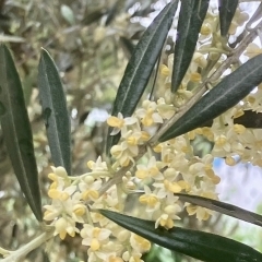 オリーブの花が満開です　　【樹木葬　オリーブ光の庭園　東京都　杉並区　新高円寺　管理費不要】