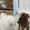 hapipapi便り（ダイゴペットクリニック日進　仔犬の保育園より）