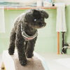 ジャックちゃん「今日のお友達」