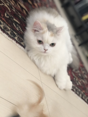 フワッフワの白雪ちゃんは 猫じゃらしが大好き!「夏休みのお出かけ計画は綿密に!どうしますか?愛猫ちゃんのお留守番は安心安全〜猫専門シッターにお任せ下さい!」