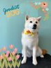 「Dog salon mofu mofu 余市町」