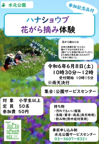 「【先着50名・事前申込制】ハナショウブ花がら摘み体験（小学生以上、おひとり50円）［都立水元公園はなしょうぶ園・2024年6月8日（土）10時30分～12時］」