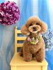 レオくん「わんこと紫陽花」