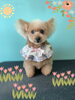 「Dog salon mofu mofu 余市町」