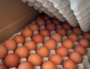 自家養鶏場・渡辺鶏園の朝採れ卵が毎日届くフェルエッグ