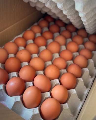 「自家養鶏場・渡辺鶏園の朝採れ卵が毎日届くフェルエッグ」