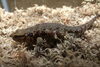 「チュウゴクワニトカゲが新しく仲間入りしました。」