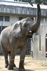 「6/1_アフリカゾウ「砥愛」11歳誕生会を行います」