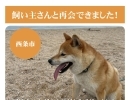 【無事再会！】西条市丹原町古田付近で迷子になった犬のブンタくん。飼い主さんと再会できました！