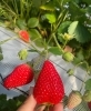 「5/21本日のイベントは！？「ワンパックサービスデー🍓」」