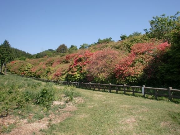 「船窪つつじ公園　つつじの開花状況について（令和６年５月21日現在）」