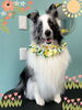「Dog salon mofu mofu 余市町」