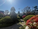 気持ちの良い天気に松ヶ枝堂薬局の庭の木々やお花も喜んでいます！