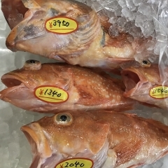 魚魚市場鮮魚コーナーおすすめは「沖アラカブ」です♪