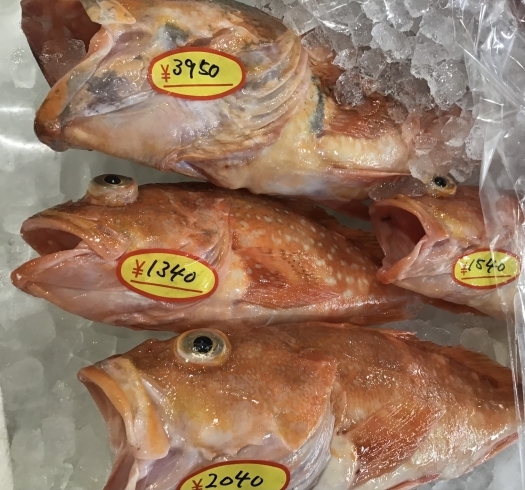「魚魚市場鮮魚コーナーおすすめは「沖アラカブ」です♪」
