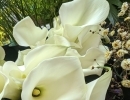 季節のお花　カラー　ホワイトチョコレート。。。こっくりとした質感の名前の通りホワイトチョコレートの様な美しいクリーム色です!　
