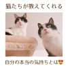 「猫たちが教えてくれる「自分の思いを守ること」の大切さ(=^ェ^=) 整体・リーディング・占い・シェービング・氣功」