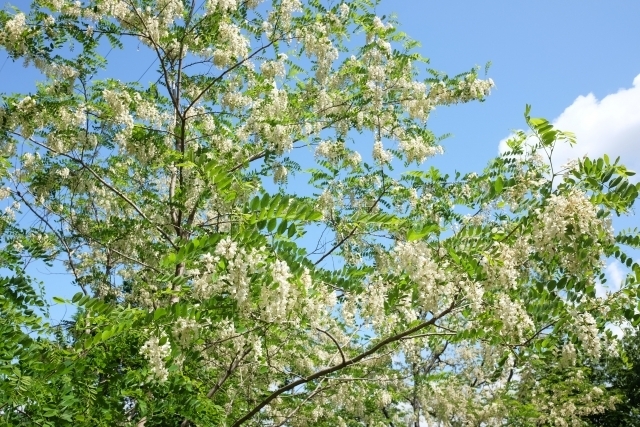 ニセアカシアの花「白い花の問い合せ」