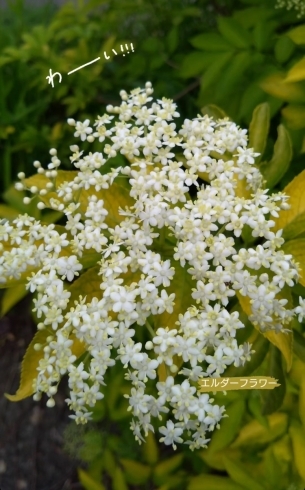 花付きが嬉しいーー「エルダーフラワー」