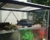 クサガメのめめら「アバンサの守り亀🐢」